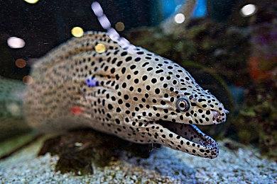 扫码生成《永劫无间》聚窟洲奇人志，赢限定好礼！